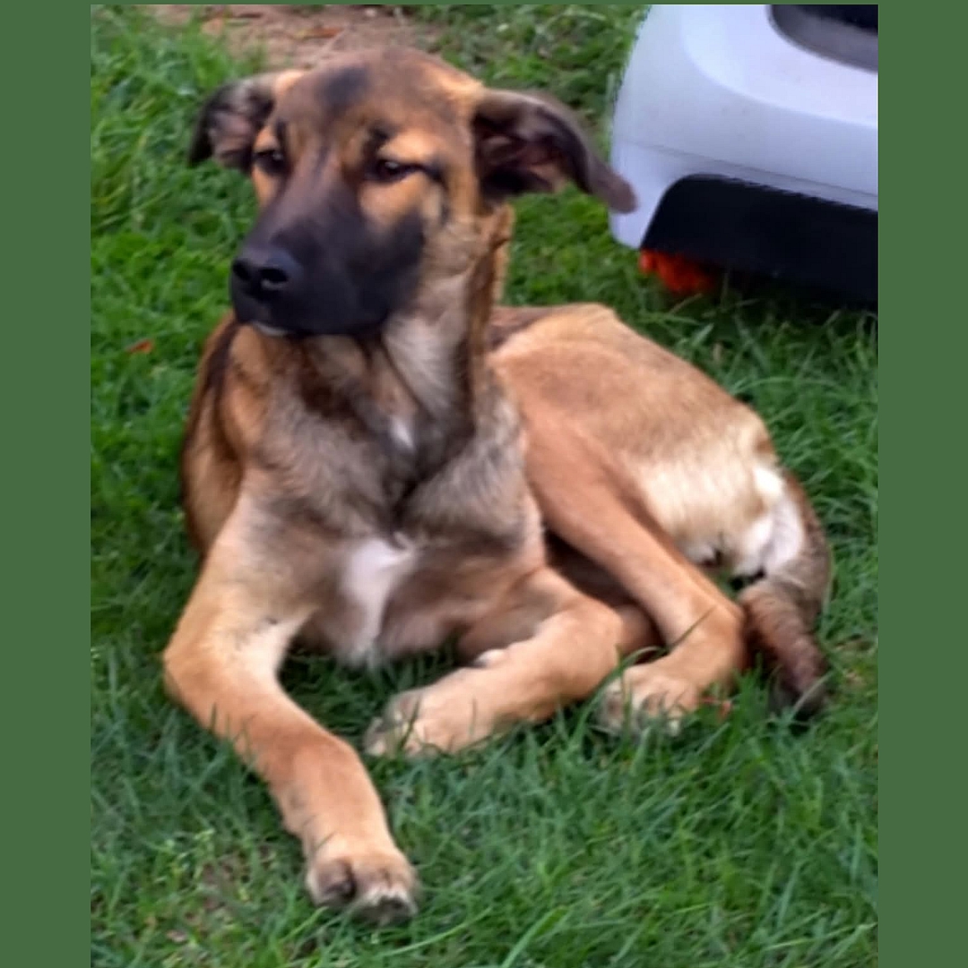 Milla liegt entspannt in der Wiese und blickt interessiert  nach vorne