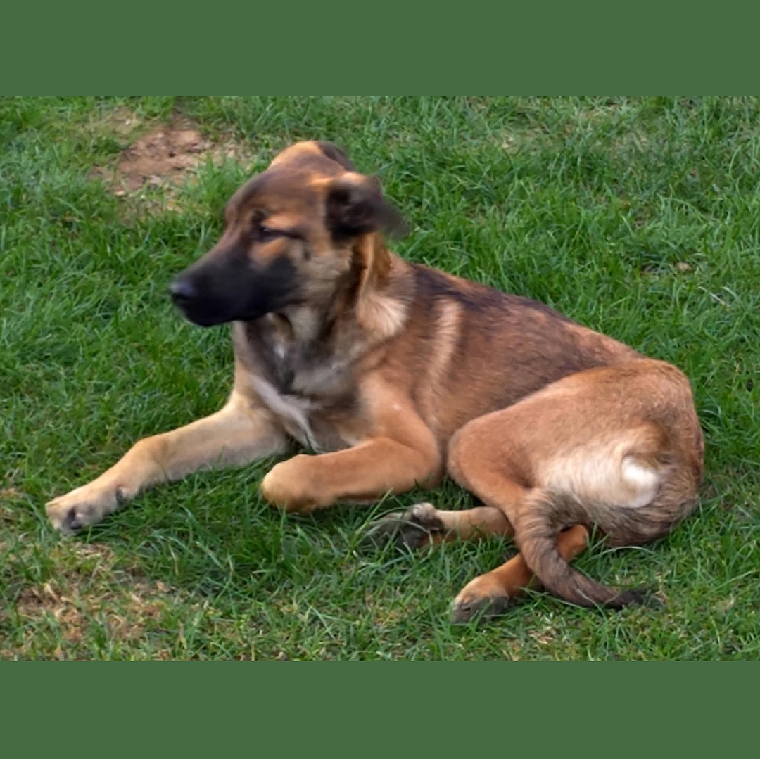 Milla liegt entspannt in der Wiese