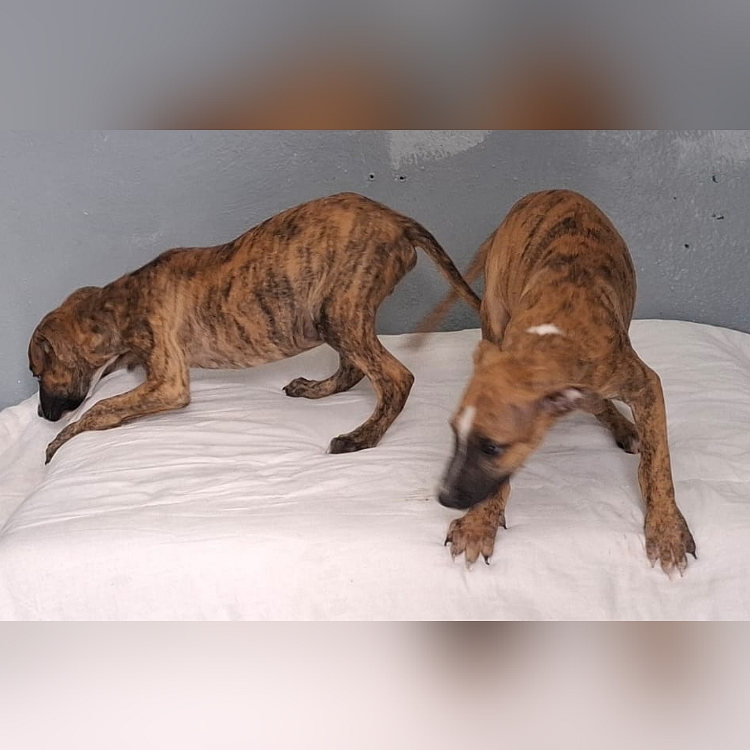 Braungestromter Welpenjunge, klettert von Hundekissen, linke Seite, Kopf und Blick nach unten, links daneben der Bruder