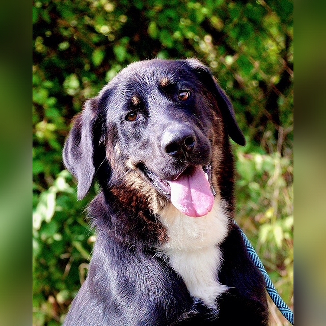 Schwarz-braune Hündin, weißer Brustfleck, Portrait, von vorn, Blick in Kamera